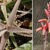 Aloe cremnophila (Somalia) P1120496.JPG